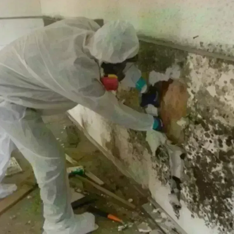 Best Mold Remediation and Removal Service in Harrisville, NH